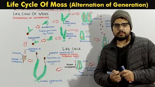 Life Cycle Of Moss Bryophytes Alternation of Generation [upl. by Morven560]