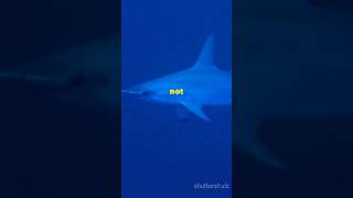 Why Do Hammerheads Have Big Head 🦈 facts animals why interesting hammerheads water sea [upl. by Amie]