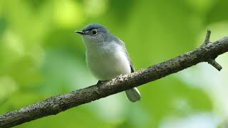 Blue Gray Gnatcatcher [upl. by Joselow868]