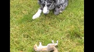 Border Collie Trent herding a squirrel [upl. by Ennairoc427]