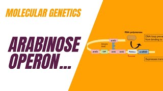 Arabinose Ara Operon Structure amp Function  Positive amp Negative Regulation [upl. by Akenat]