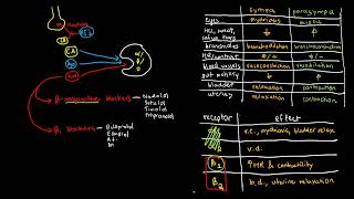 PHARMACOLOGY 30  Adrenergics Antagonists Antiadrenergics [upl. by Eppillihp]