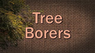 Tree Borers – Family Plot [upl. by Morita]