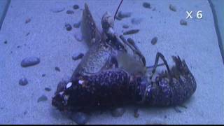 Mue de homard  Lobster molting [upl. by Sreip701]