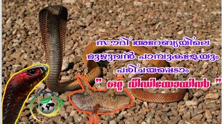 സൗദി അറേബ്യൻ പാമ്പ് ഇനങ്ങൾ Snakes of Saudi Arabia [upl. by Gabe231]