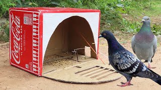 Unique Quick Pigeon Trap Using Box CocaCola  Simple DIY Bird Trap [upl. by Ahsenev]