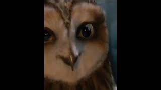 The legend of the guardians the owls of gahoole  Soren edit legendoftheguardians shorts [upl. by Rorry]