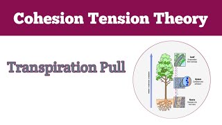 Mechanism of Transpiration Pull cohesion tension theory [upl. by Wooster652]