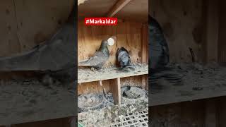 Markalılar satılıkgüvercin güvercin guvercinler serdaryurttaş pigeon guvercin [upl. by Initirb]