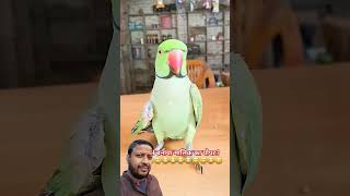 To ne banaya sonu ko bebkoof funny comedy talkingparrot greenscreen mithu tota parrot video [upl. by Ardnekal]