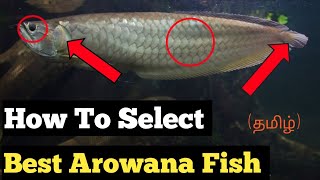 How to Choose the Perfect Arowana Fish for Your Aquarium Rubeshs Aquarium [upl. by Anita]