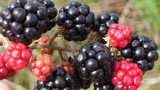 How to Grow Blackberries  TvAgro por Juan Gonzalo Angel [upl. by Ydnal]