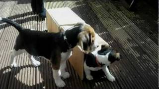 Beagle puppy amp Jackrussell puppy playing [upl. by Suoivatco]