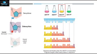 DNA Sequencing By Sanger Method [upl. by Japheth]