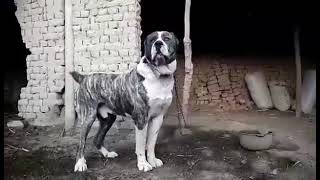 Giant Alabai dog  moloser dog breed [upl. by Nodab]