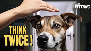 Think Twice Before Petting Your Dogs Head [upl. by Ihab]