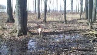 Young Kemmer Cur Treeing a Fox Squirrel in Indiana [upl. by Emma302]