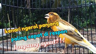 KENARI GAJOR NGEROL PANJANG PALING CEPAT DI RESPON PASTI LANGSUNG NYAUT DAN GACOR [upl. by Wrightson435]