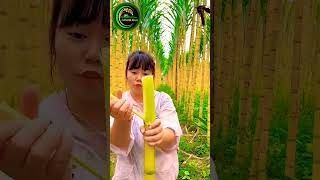 Adhunik kheti  Butiful sugarcane agritools [upl. by Viquelia]