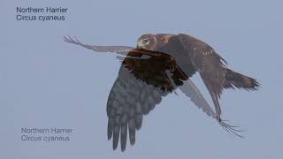 An amazing northern harrier coopers juvi and broad winged juvenile  many more Montezuma NY 916 [upl. by Refenej]