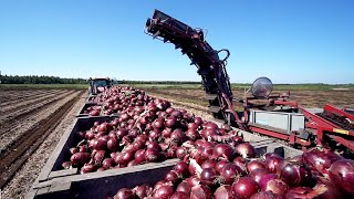 World Modern Agriculture Technology  Broccoli Cabbage carrot onion Harvesting machine 2021 [upl. by Iramat]