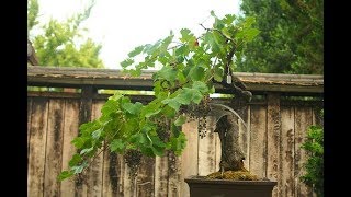 Wine Grape Bonsai Wine grape bonsai trees look [upl. by Clemmie]