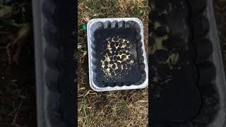 How to get rid of earwigs pincher bugs bug trap [upl. by Nilad867]