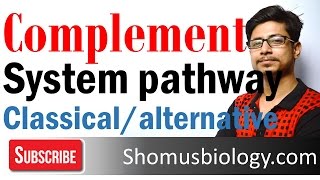 Complement system  classical and alternative pathway of complement activation [upl. by Yrrehc]