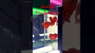 MMA Shorts Juvenile Oscar  Fire Red Oscar Se3T8p oscar oscarfish short [upl. by Silverts451]