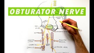 Obturator Nerve  Anatomy Tutorial [upl. by Shea]