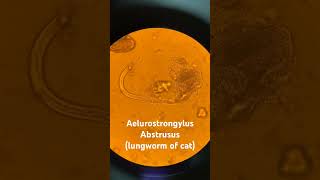 Aelurostrongylus Abstrusus lungworm of cat veternarian veterinarymedicine lungwormcats [upl. by Aramot]