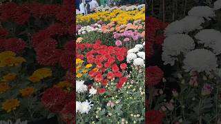 Flower exhibition AND Mela at Bhanubhawan mini vlog minivlogflowergarden flower [upl. by Allisurd461]