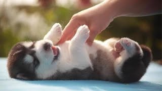 Huskies Being Dramatic amp Weird For 8 Minutes  Funny and Cute Husky Puppies [upl. by Shaver]