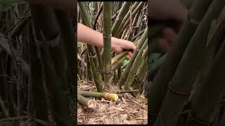 From Forest to Table The Thrill of Harvesting Fresh Bamboo Shoots  The Mushroom Era shortsviral [upl. by Staci693]