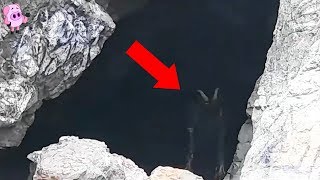 10 Mysterious Creatures Caught on Camera [upl. by Pitts]