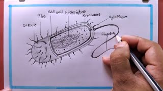 I Tried Drawing Prokaryotic Cell for 3 Days Heres What Happened [upl. by Eddie]