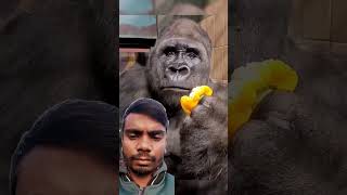 Human Gorilla  Funny video on YouTube human gorilla funny explore [upl. by Wenn]