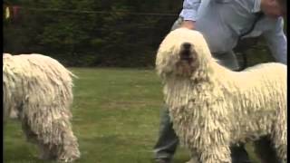 Komondor  AKC Dog Breed Series [upl. by Fabrienne882]