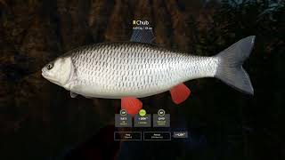 RF4  Belaya River Trophy Chub  200SHR Active Spot 3172024 [upl. by Brendis]