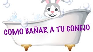 ¿CÓMO BAÑAR A MI CONEJO [upl. by Anglim]