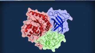 Biochimica strutturale  Proteine ed enzimi [upl. by Samtsirhc670]