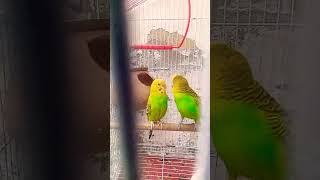 birds enjoy after eating food 🥝🤤 birds birds2njoy youtubeshorts [upl. by Yecaw]