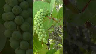 Seagrape Coccoloba uvifera in Buckwheat Family Polygonaceae  Observed in Description [upl. by Aynas]