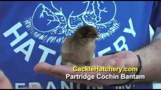 Partridge Cochin Bantam Chicken Breed [upl. by Airdna]