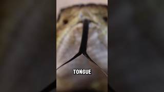 Why do snakes have forked tongues [upl. by Nolyad]