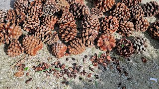 Big Domestic  Stone Pine Pinus pinea Harvest in Germany [upl. by Zoi459]