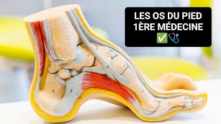 ANATOMIE 🦴 LES OS DU PIED OSTÉOLOGIE DU MEMBRE INFÉRIEUR 1ÈRE MÉDECINE ✅🩺 [upl. by Sterner]