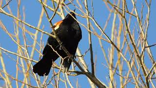 Redwinged Blackbird Call [upl. by Rehpotsirc]