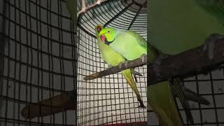 Red mirch parrotcomedy parrottalkies birds talkingparot [upl. by Nylikcaj]