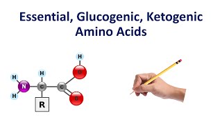 Glucogenic Ketogenic and Essential Amino Acids Made So Simple [upl. by Yacano]